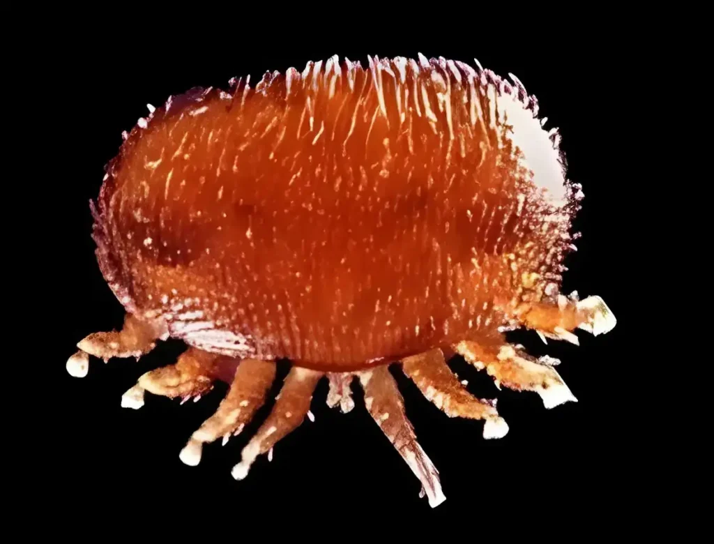 Varroa
