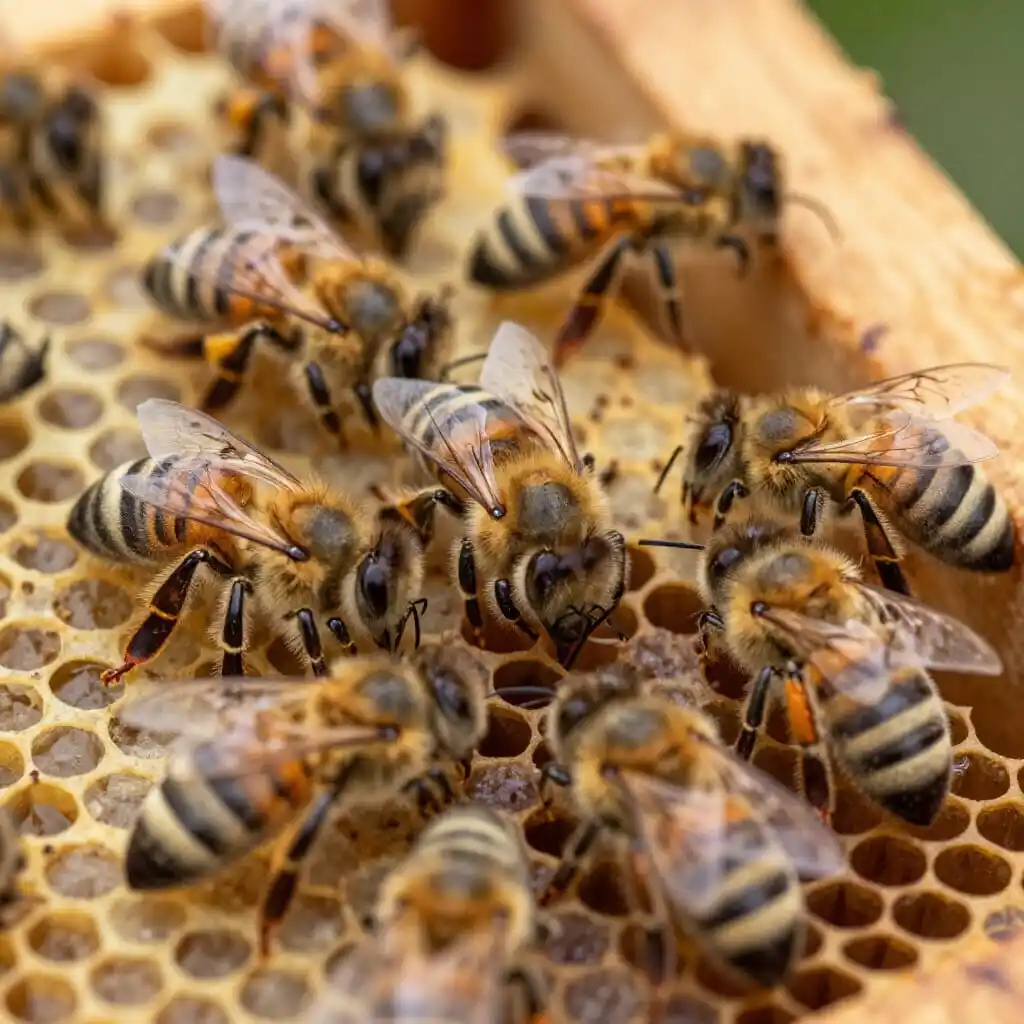 Rucher avec cadres de couvain illustrant les maladies bactériennes et virales des abeilles
