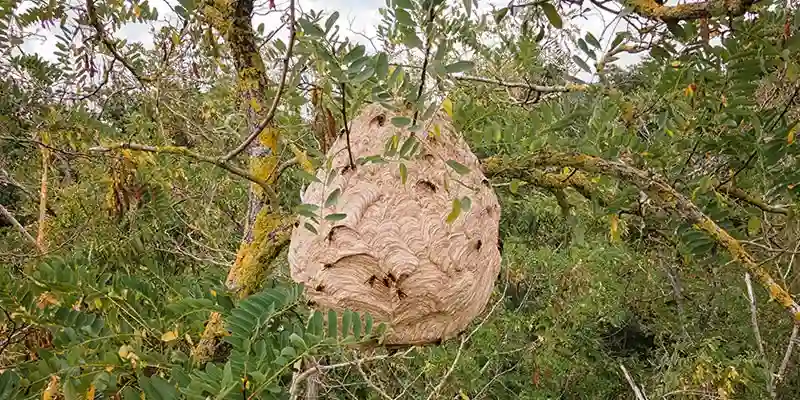 Nid de frelon asiatique
