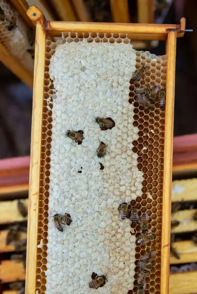 Couvain irrégulier pouvant indiquer une maladie du couvain chez les abeilles