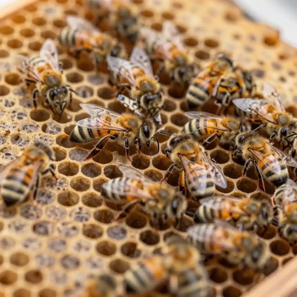 Couvain irrégulier indiquant une possible maladie de la ruche