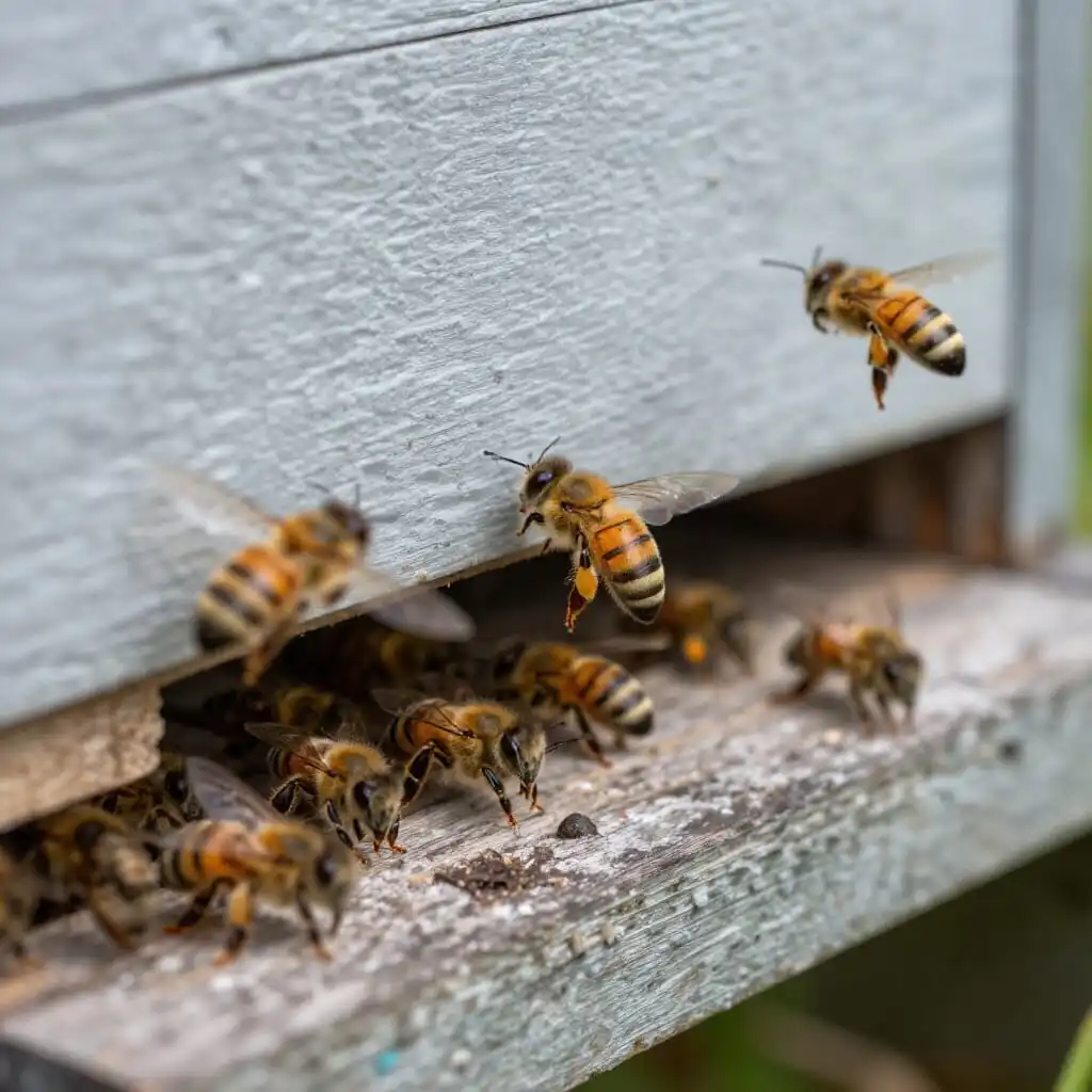Faible activité et abeilles au sol devant une ruche malade