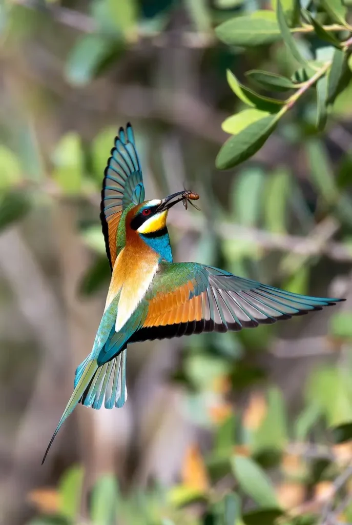 Guêpier d’Europe attrapant un insecte en plein vol