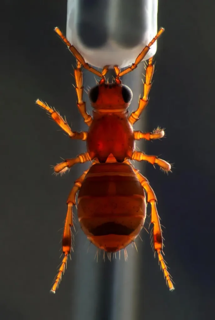 Gros plan sur Varroa