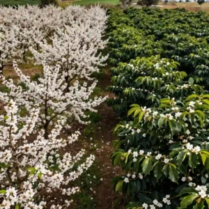 Image de l’article : Les cultures les plus dépendantes des abeilles | Café, amandes