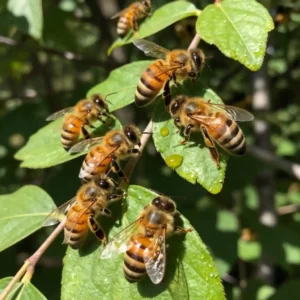 Image de l’article : Miellat : définition et usage en apiculture