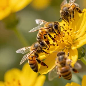 Image de l’article : Miellée : définition et usage en apiculture
