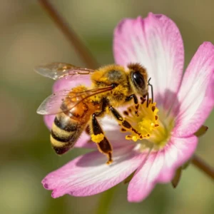 Image de l’article : Pollinisation : définition et usage en apiculture