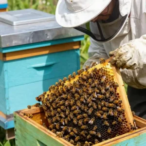 Image de l’article : Gérer une colonie en canicule : conseils pour l&rsquo;apiculture