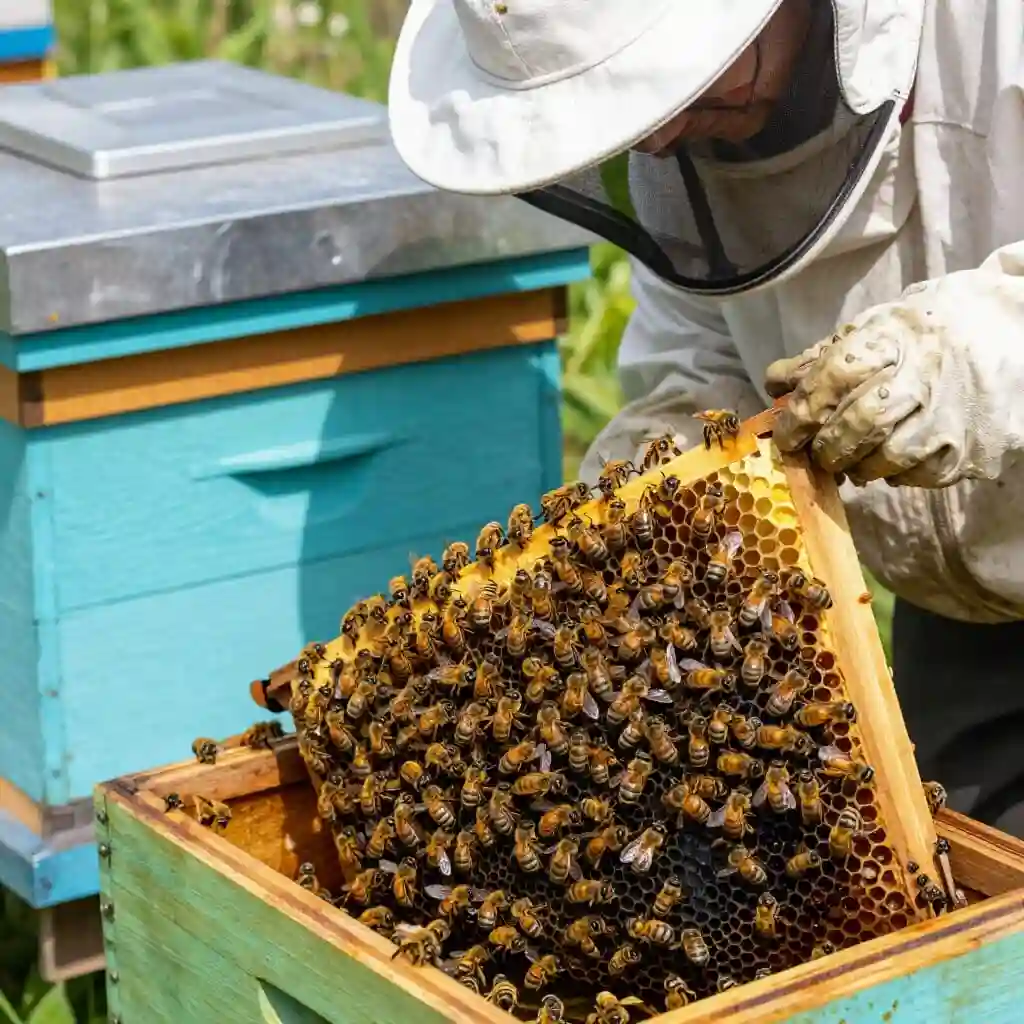 Gestion d’une colonie d’abeilles pendant une forte chaleur