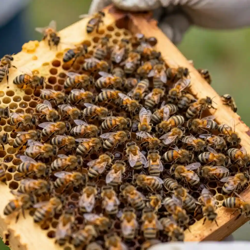 Apiculture sur le terrain : gestes et savoir-faire